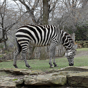 #13 Zebras