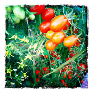 Home Grown Tomatoes