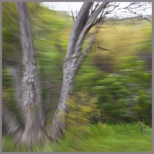 Capturing Joy at the Speed of Life
