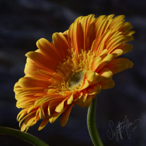Floral Focus Stacking (Macro Magic)