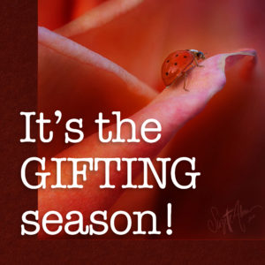 The Gifting Season is upon us!
