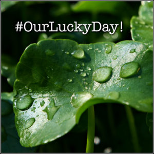 A Matter of Perspective! #LuckyClover