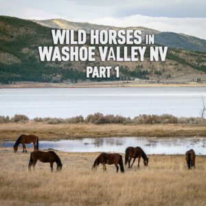 Wild Horses – What a Dream!!